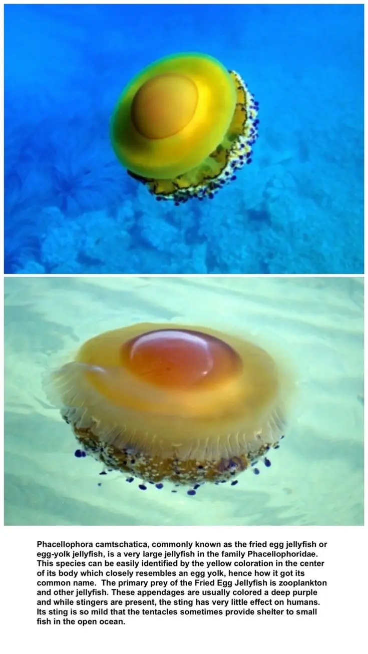 The image displays two photographs of a jellyfish, Phacellophora camtschatica, commonly called the fried egg jellyfish or…
