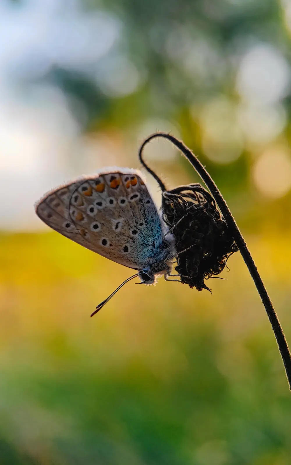 A close-up photo shows a small blue butterfly with brown and orange-spotted wings perched on a dried, dark plant stem…