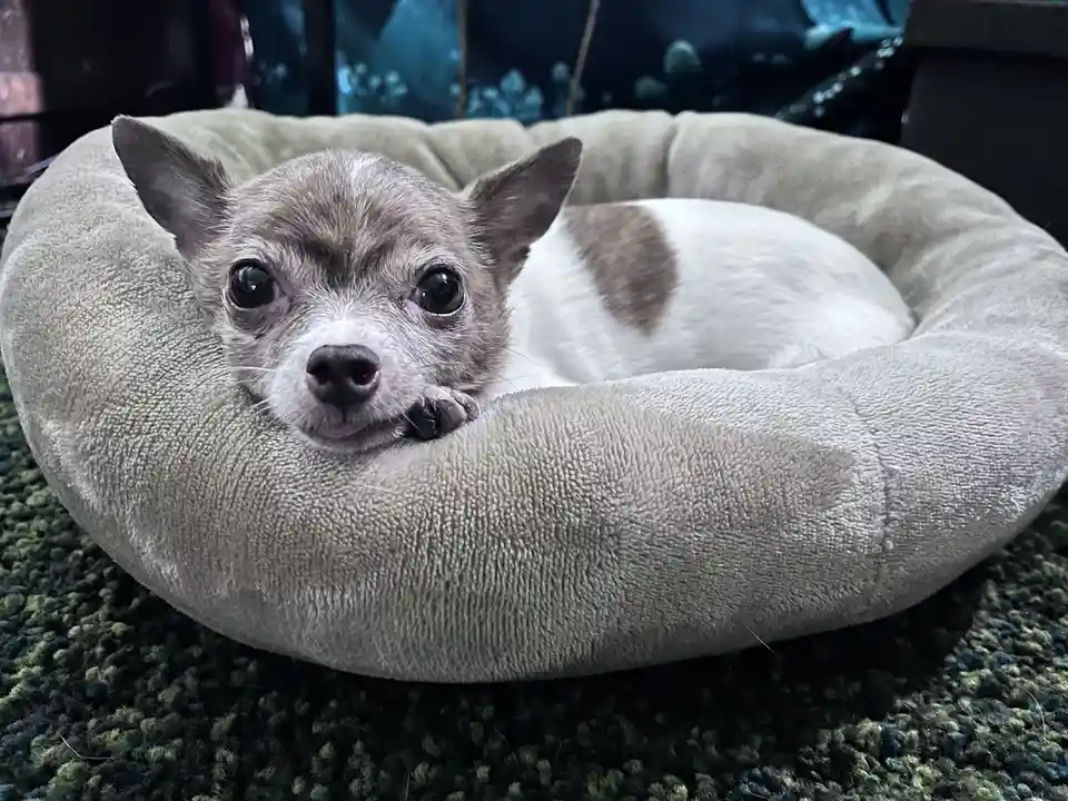 A small chihuahua with gray and white fur is curled up in a plush, light gray circular dog bed, resting its head on the edge…