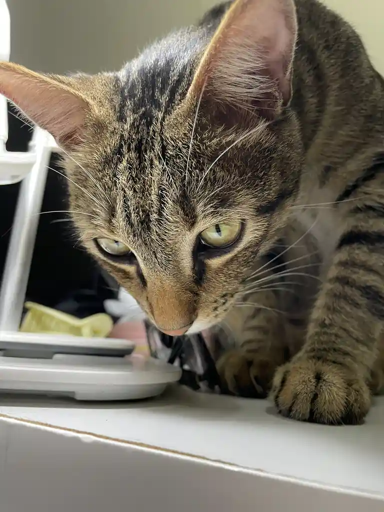 Just a Cat: The Internet's Favorite Feline