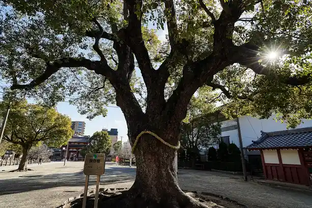 A large, ancient Japanese tree with thick, gnarled branches and a thick yellow rope tied around its trunk, standing in a…