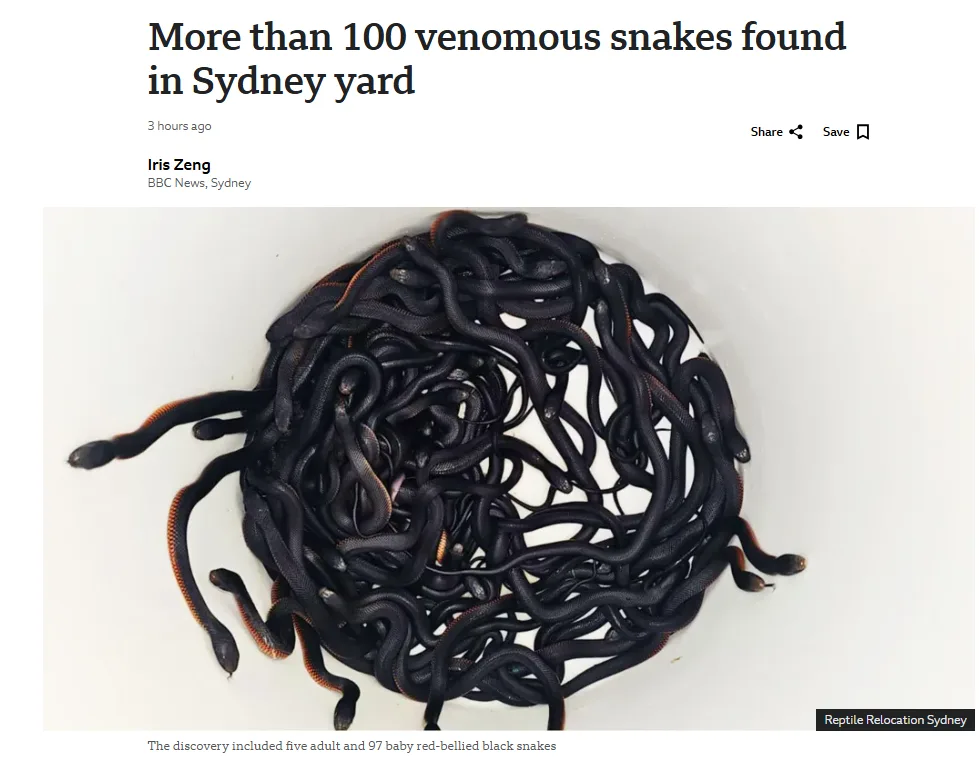 A news article screenshot shows a large pile of black snakes with orange bellies coiled together in a white container. The…