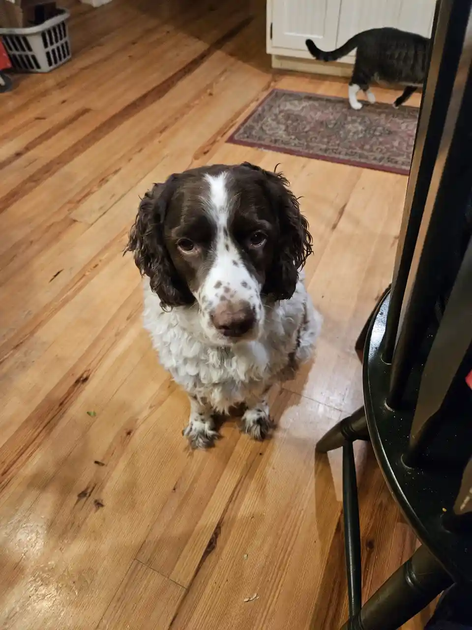 A brown and white dog with floppy ears sits on a wooden floor looking up with a sad, disappointed expression. In the…