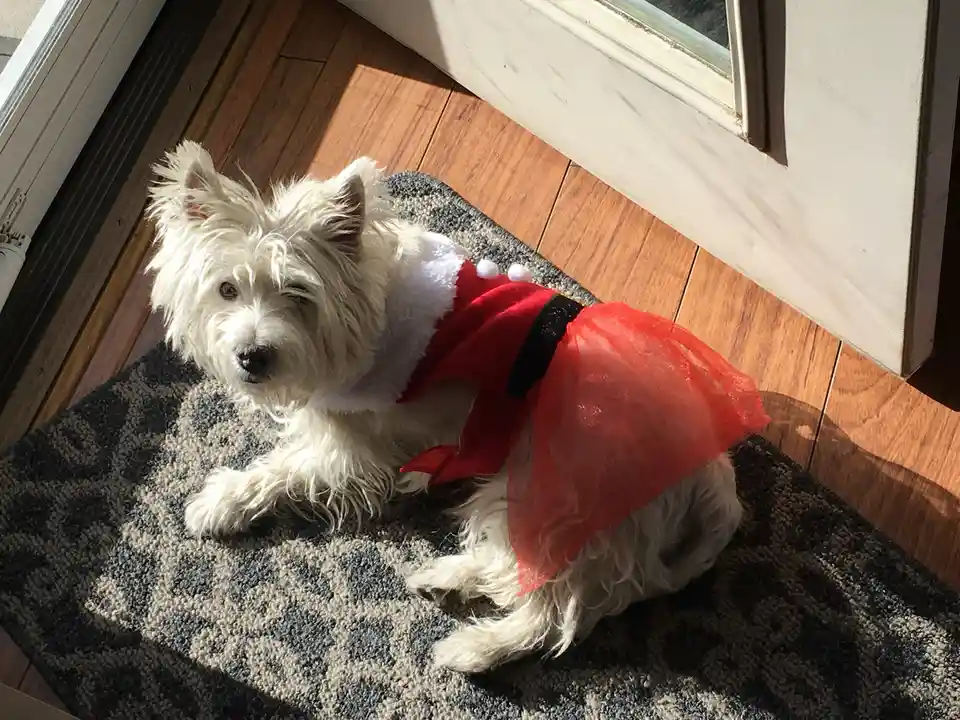 A small white West Highland Terrier dog is lying on a patterned rug near a doorway, wearing a red Santa-style outfit with a…