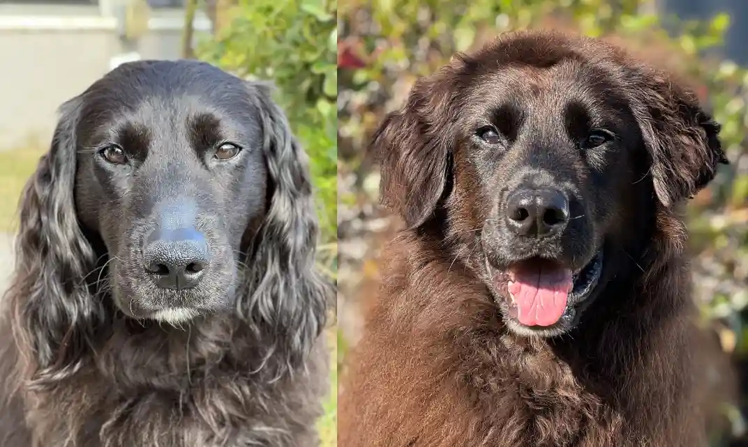 Two side-by-side photos of a dog: the left shows a dark, solemn-looking dog with long fur and a serious expression, while…