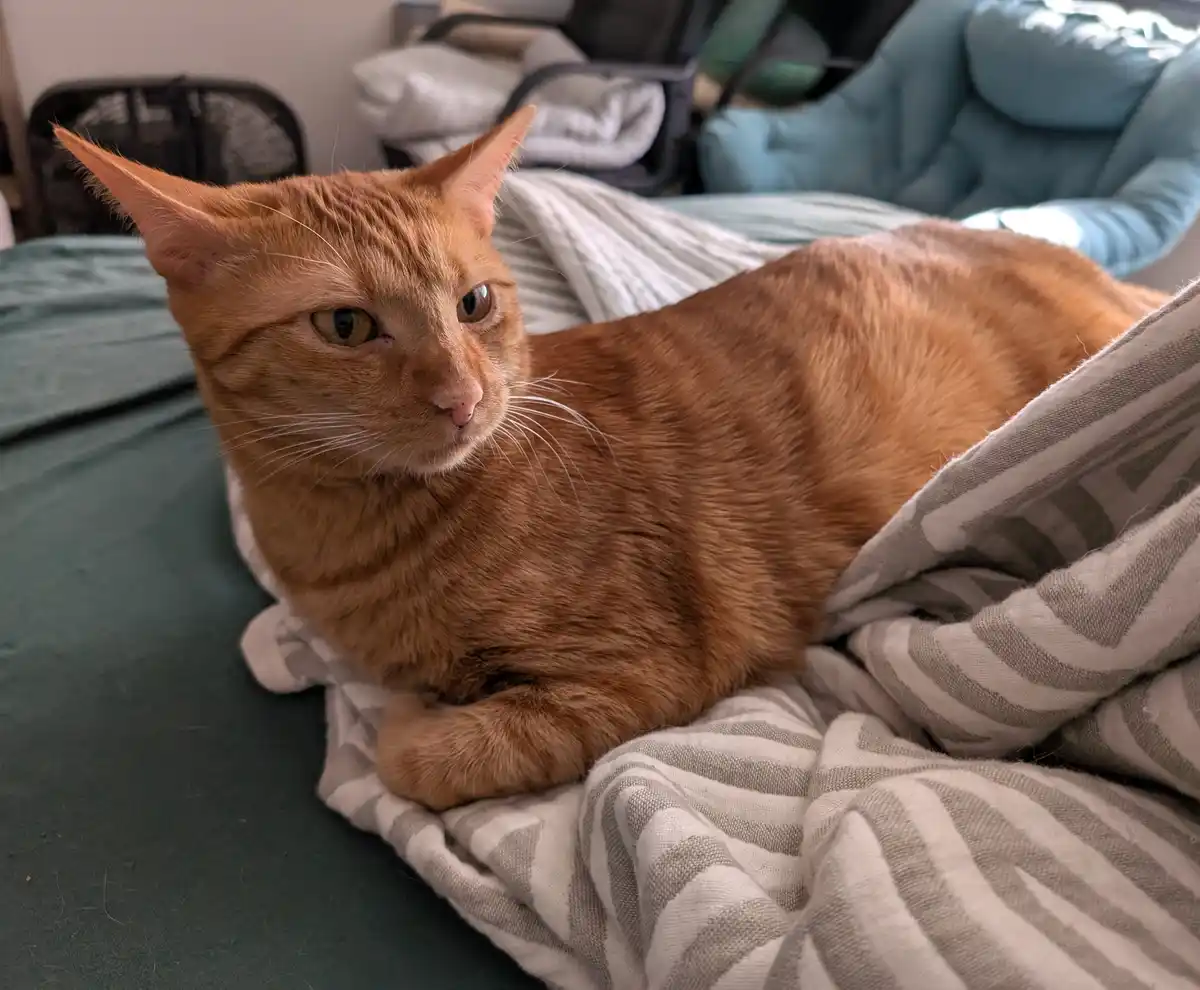 An orange tabby cat lies on a bed covered with a striped blanket, looking directly at the camera with a slightly unimpressed…