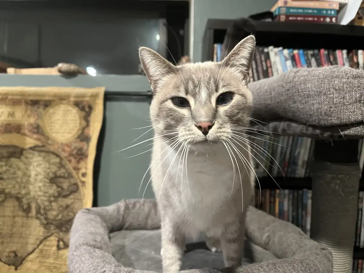 Daily Dose of Ivy: Cat Chronicles Day 339
