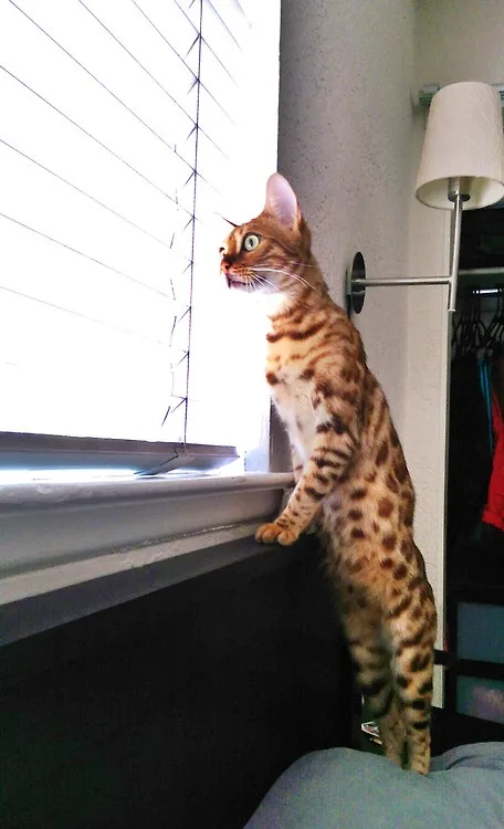 A spotted Bengal cat stands upright on its hind legs on a windowsill, front paws resting on the sill, looking intently out…