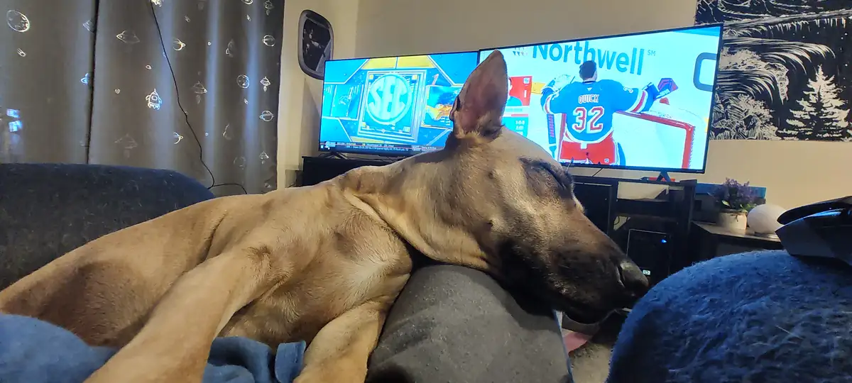 A tan Belgian Malinois dog is sleeping soundly on a couch, its head resting on a person's lap. In the background, a TV…