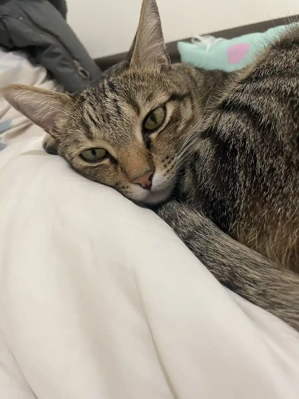 A tabby cat with green eyes lies on a white bedsheet, looking directly at the camera with a sleepy, unimpressed expression…