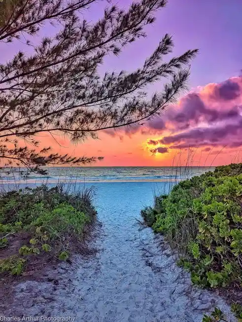 A serene beach sunset photo with a sandy path framed by green shrubs and pine branches, leading to the ocean under a vibrant…
