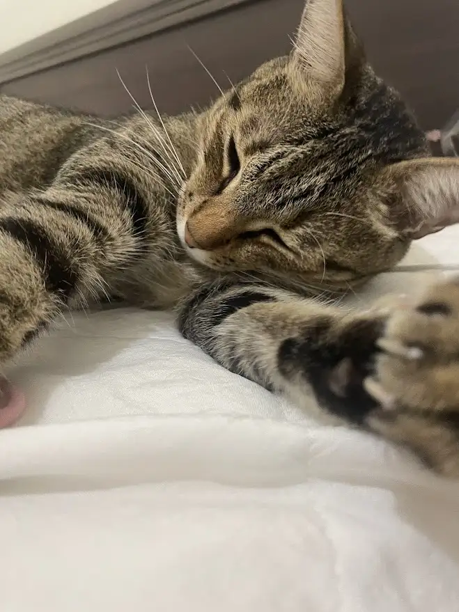 Just Your Average Cat Being Adorable