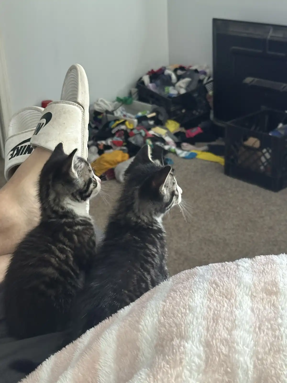 Two small tabby kittens sit side-by-side on a person's lap, both looking intently toward a television screen in the…