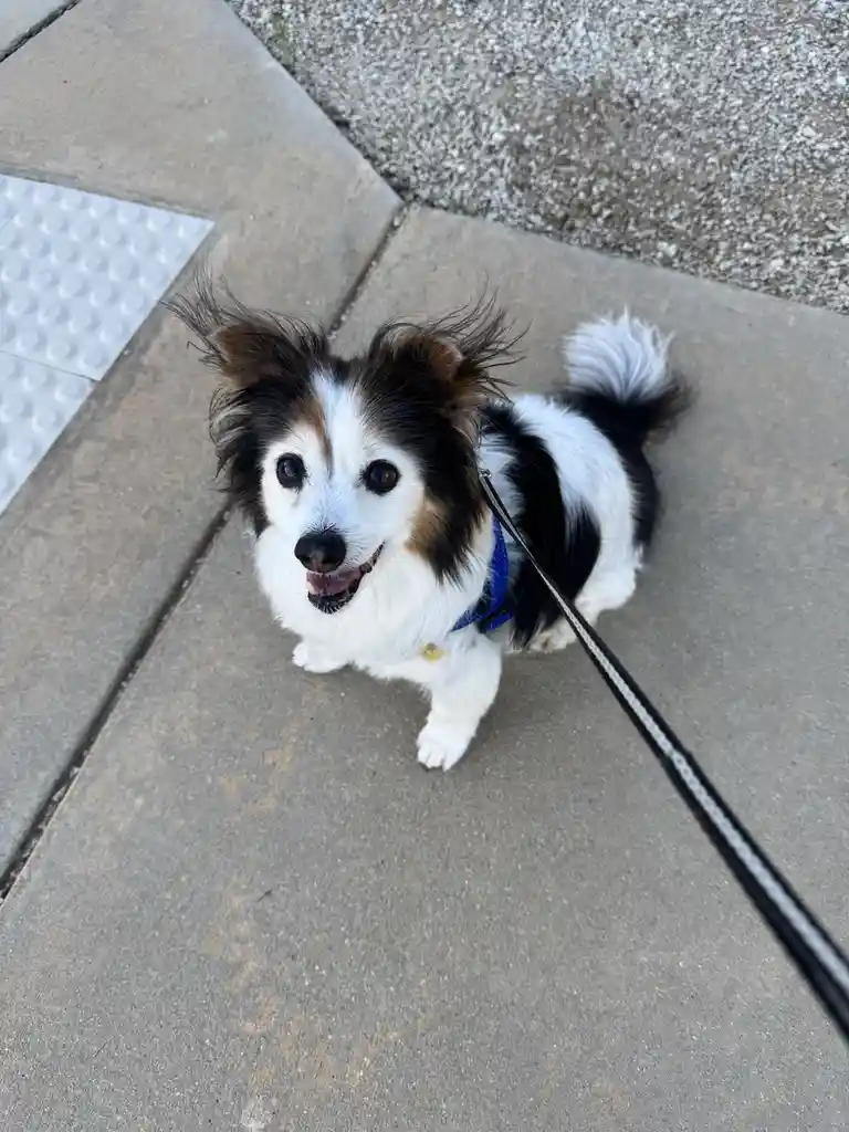 A small black and white dog with fluffy fur and a blue harness stands on a sidewalk, looking up at the camera with its mouth…