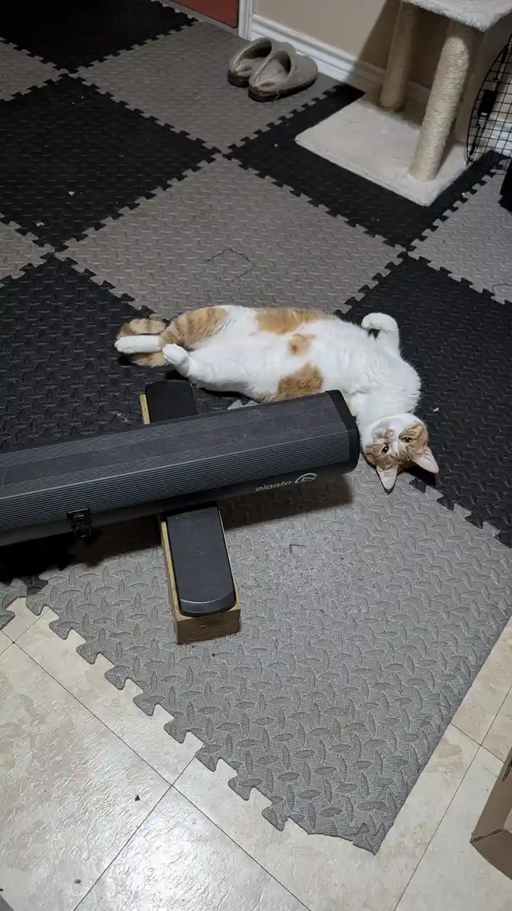 Meet Cornelius, the Adorable Tripod Kitty