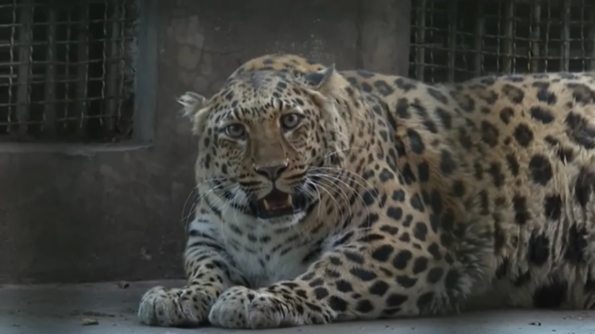A leopard lies on the ground in what appears to be an enclosure, looking directly at the camera with its mouth slightly…