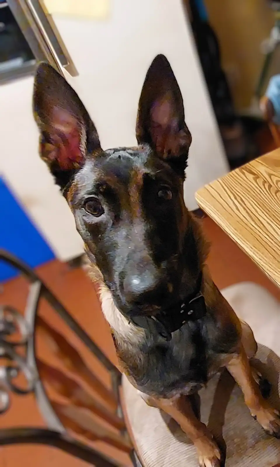 A close-up photo of a Belgian Malinois dog sitting upright on a chair, looking directly at the camera with large, alert ears…