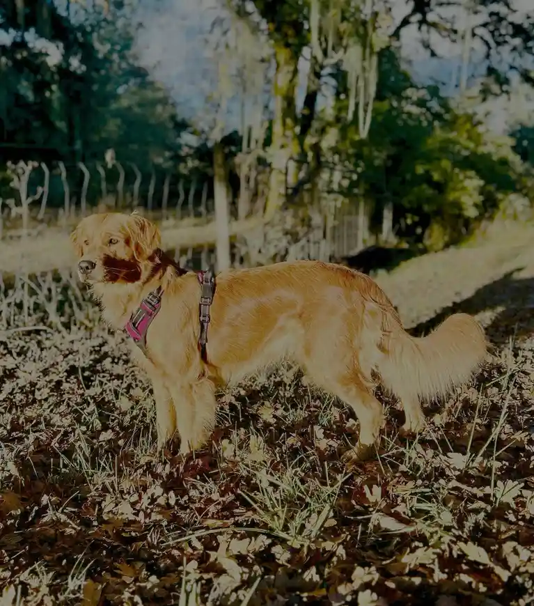 A golden retriever stands in a grassy area covered with fallen leaves, wearing a pink and black harness, looking slightly to…