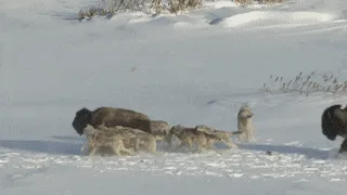 A six-panel sequence shows a herd of bison in a snowy field being aggressively chased and attacked by a pack of wolves. The…