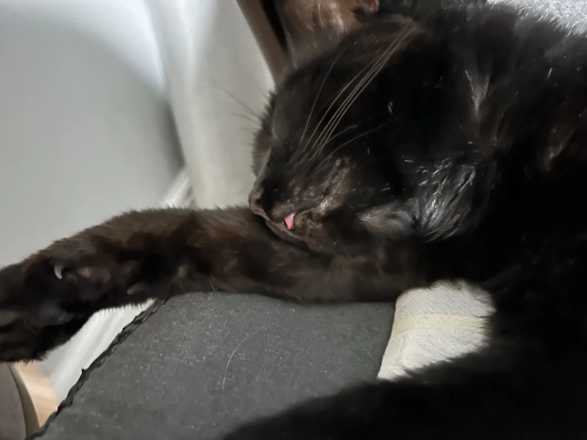 A close-up photo of a black cat sleeping curled up on a gray surface, its paw resting near its face with its mouth slightly…