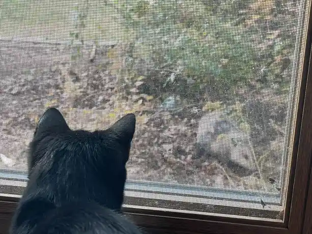 Izzy and I discovered a surprising new neighbor