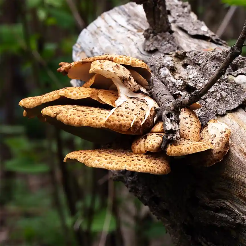 A cluster of brown, spotted, shelf-like mushrooms grows in overlapping layers on the side of a weathered, textured tree…