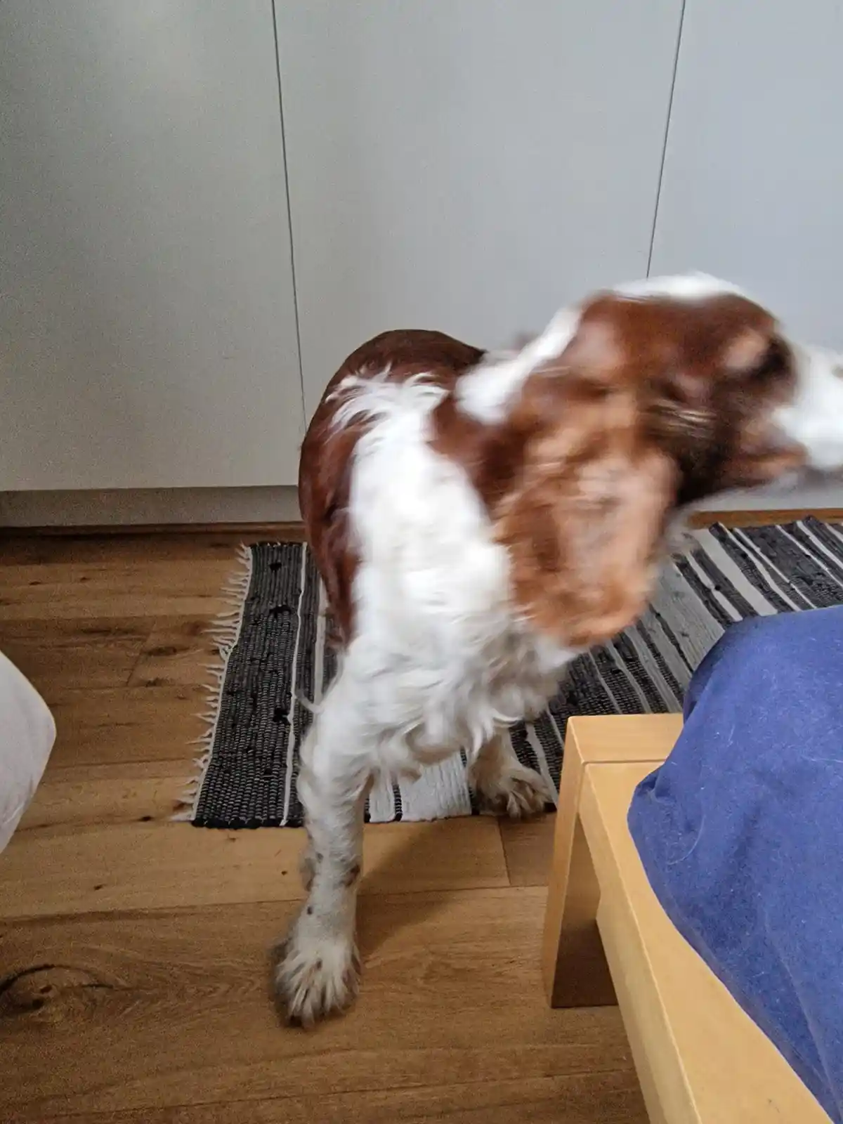 A brown and white dog is captured mid-motion, spinning rapidly on a wooden floor with motion blur, standing on a striped rug…