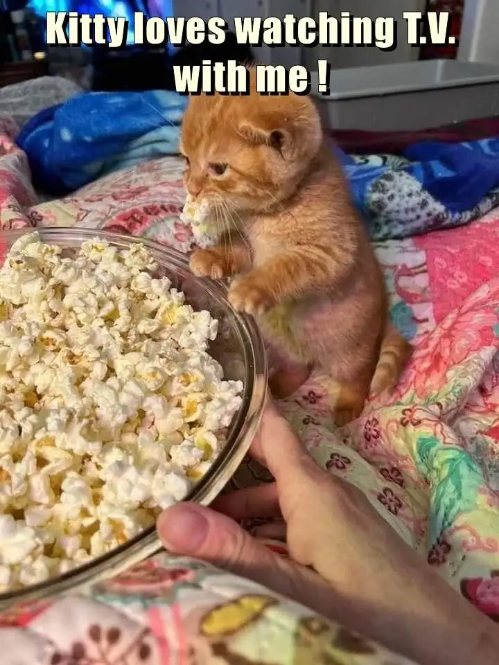 A small orange kitten stands on a colorful floral blanket, leaning over a glass bowl of popcorn held by a person's hand…