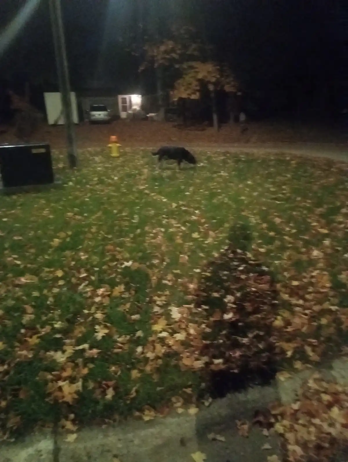A blurry nighttime photo shows a black dog sniffing the ground on a grassy lawn covered in fallen autumn leaves. A yellow…