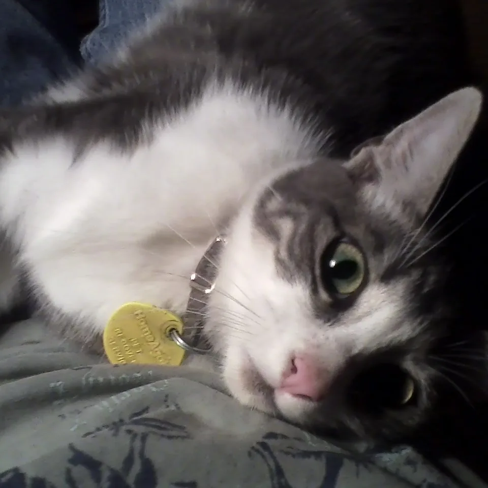 A gray and white cat with one eye open and one eye closed lies on a patterned blanket, wearing a collar with a yellow tag…