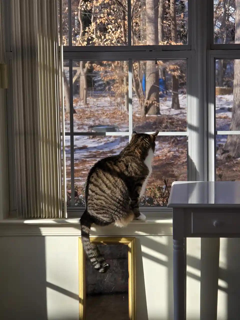 A tabby cat with white paws sits on a windowsill, looking out at a snowy yard with bare trees. Sunlight streams in, casting…