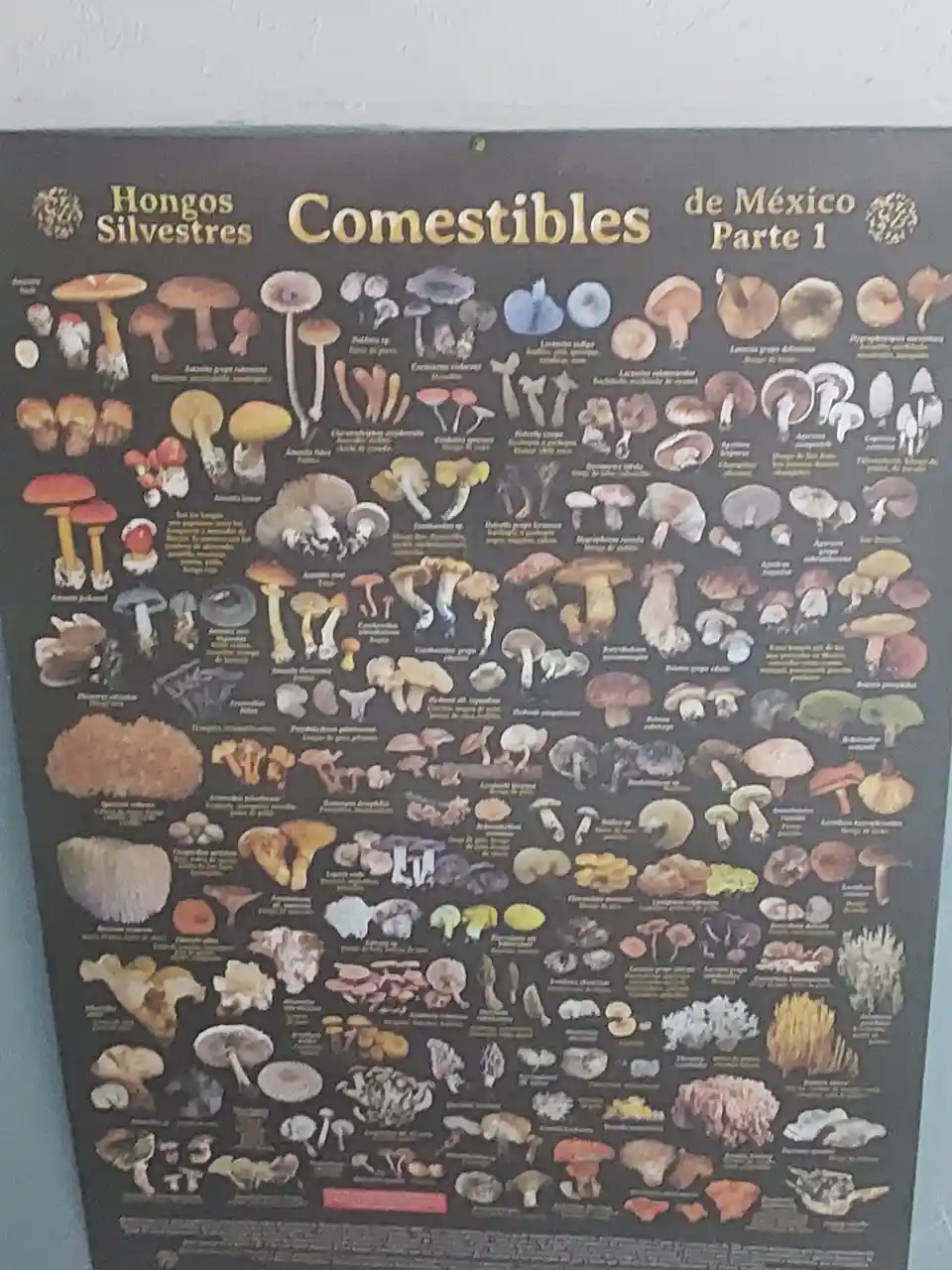 A poster titled 'Hongos Silvestres Comestibles de México Parte 1' displays numerous edible wild mushrooms with scientific…