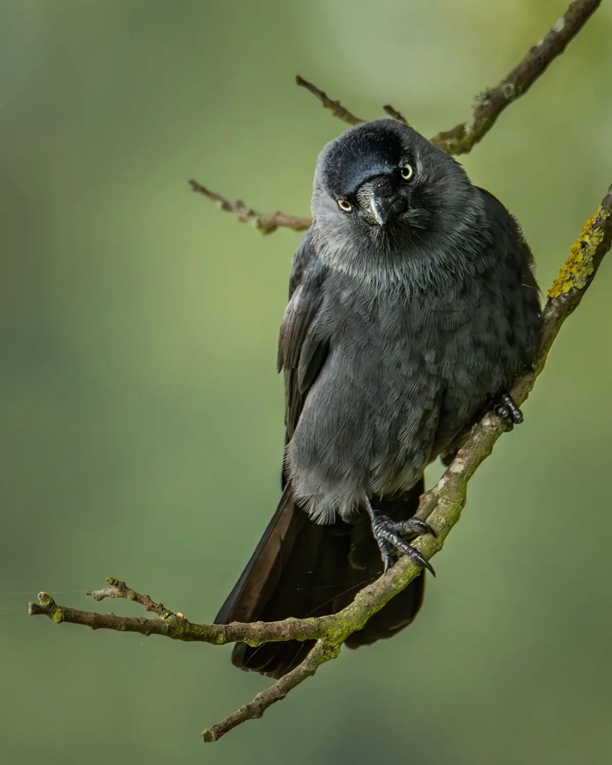 The Intriguing Jackdaw