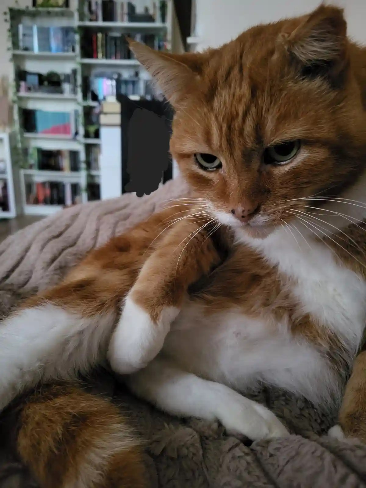 An orange and white cat with a bored, unimpressed expression sits on a textured blanket, one paw raised near its chest…