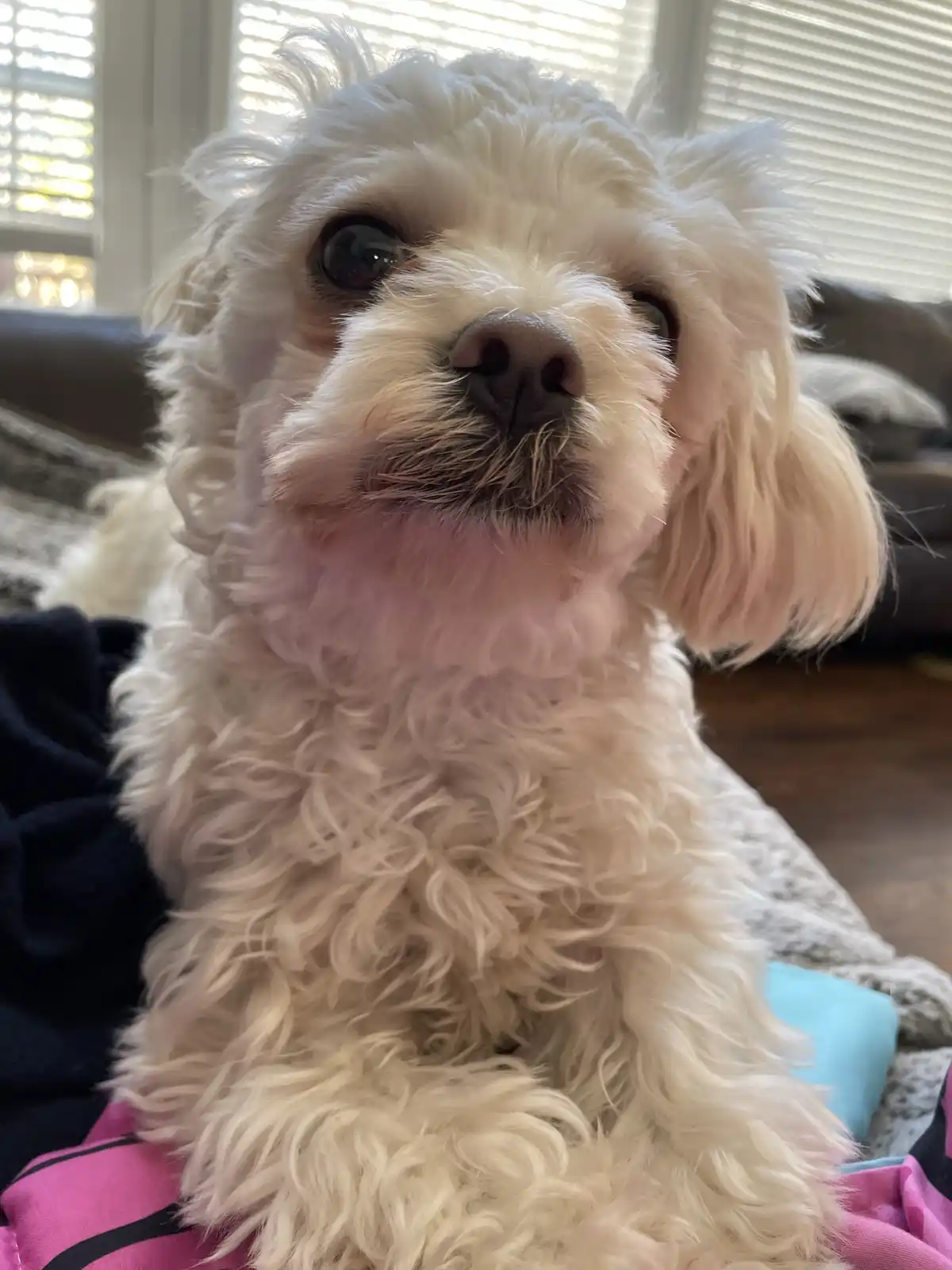 A close-up photo of a small, fluffy white dog with large, expressive eyes looking directly at the camera, its mouth slightly…