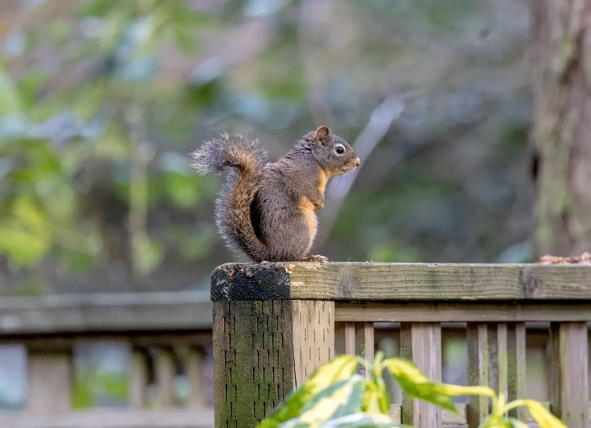 A gray squirrel with a bushy tail sits upright on a weathered wooden fence post, looking alertly to the right. The…