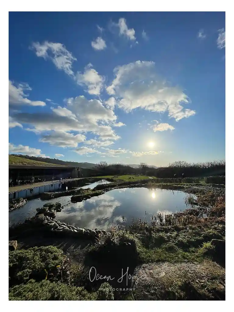 A scenic photograph shows a calm pond reflecting a bright sun and scattered white clouds against a deep blue sky, with a…