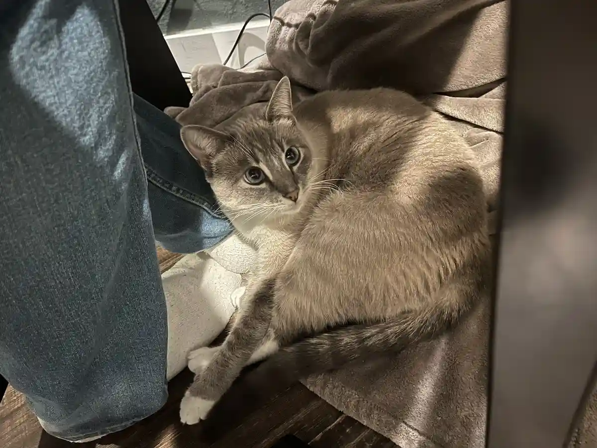 Daily Ivy update: Cat Chronicles Day 344