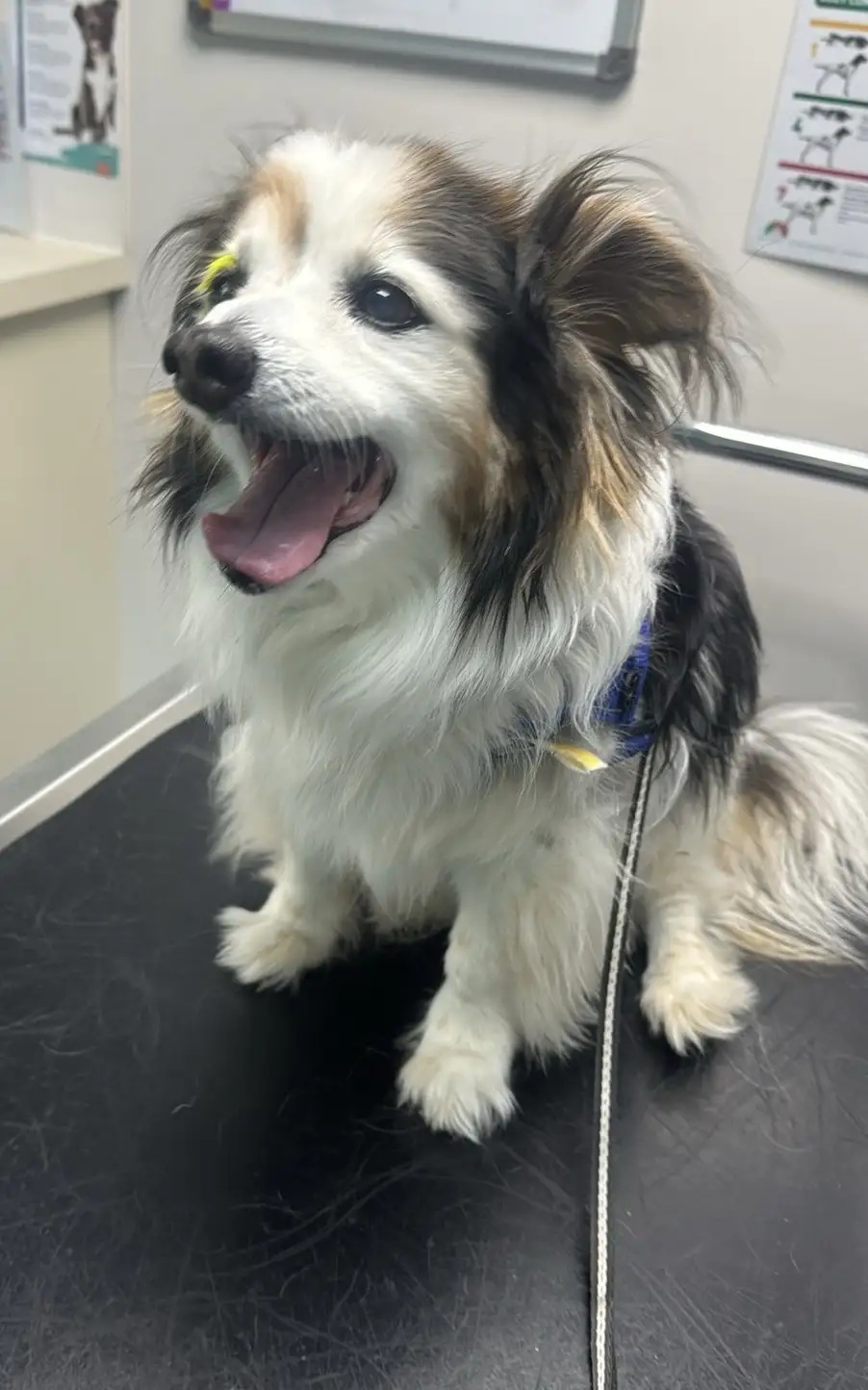 A fluffy tricolor dog with a blue harness sits on a black examination table in a vet's office, looking up with its mouth…