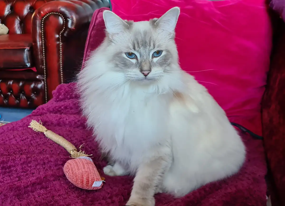 A fluffy, long-haired cat with striking blue eyes sits regally on a bright pink, textured blanket. Beside it lies a pink…