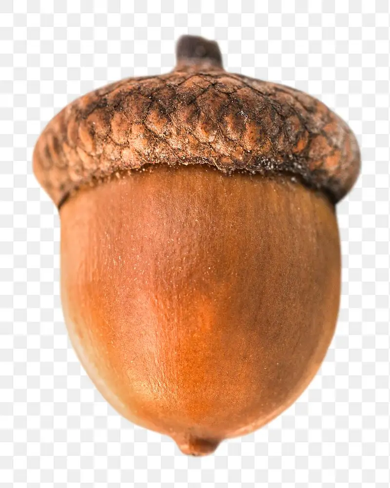 Let's go Team Acorn!