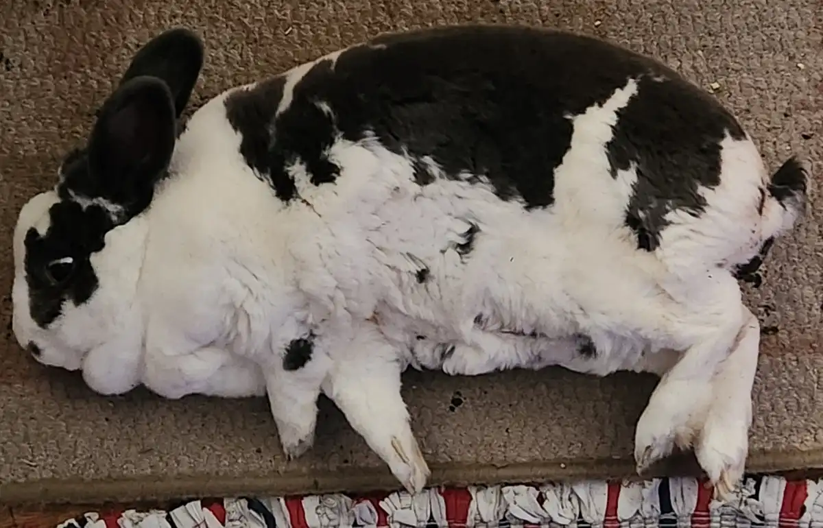 A black and white rabbit lies on its side on a brown carpet, appearing very relaxed or asleep, with its legs splayed out…