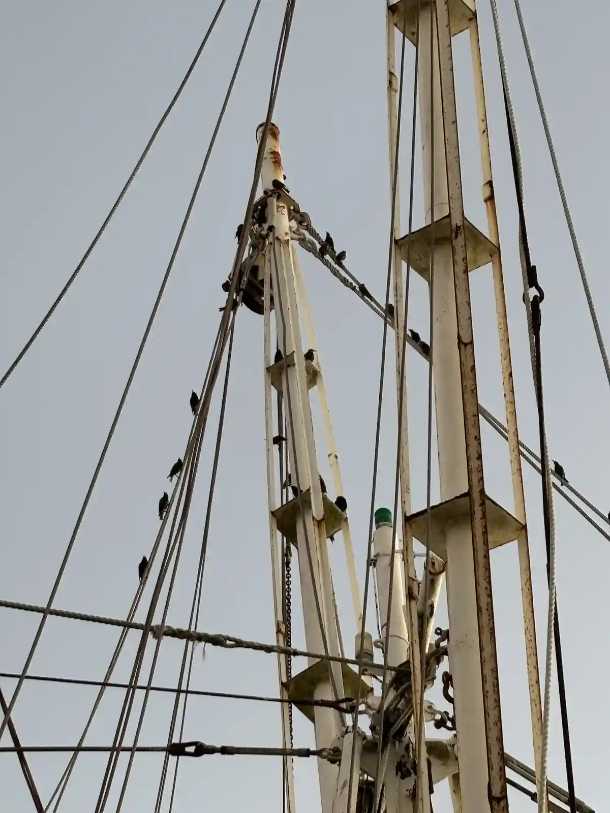 A low-angle shot shows numerous small black birds perched on the rigging and white-painted metal structure of a boat's mast…