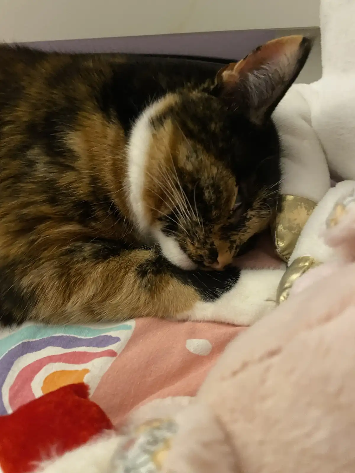 A calico cat with black, orange, and white fur is curled up sleeping peacefully on a colorful blanket next to a white…