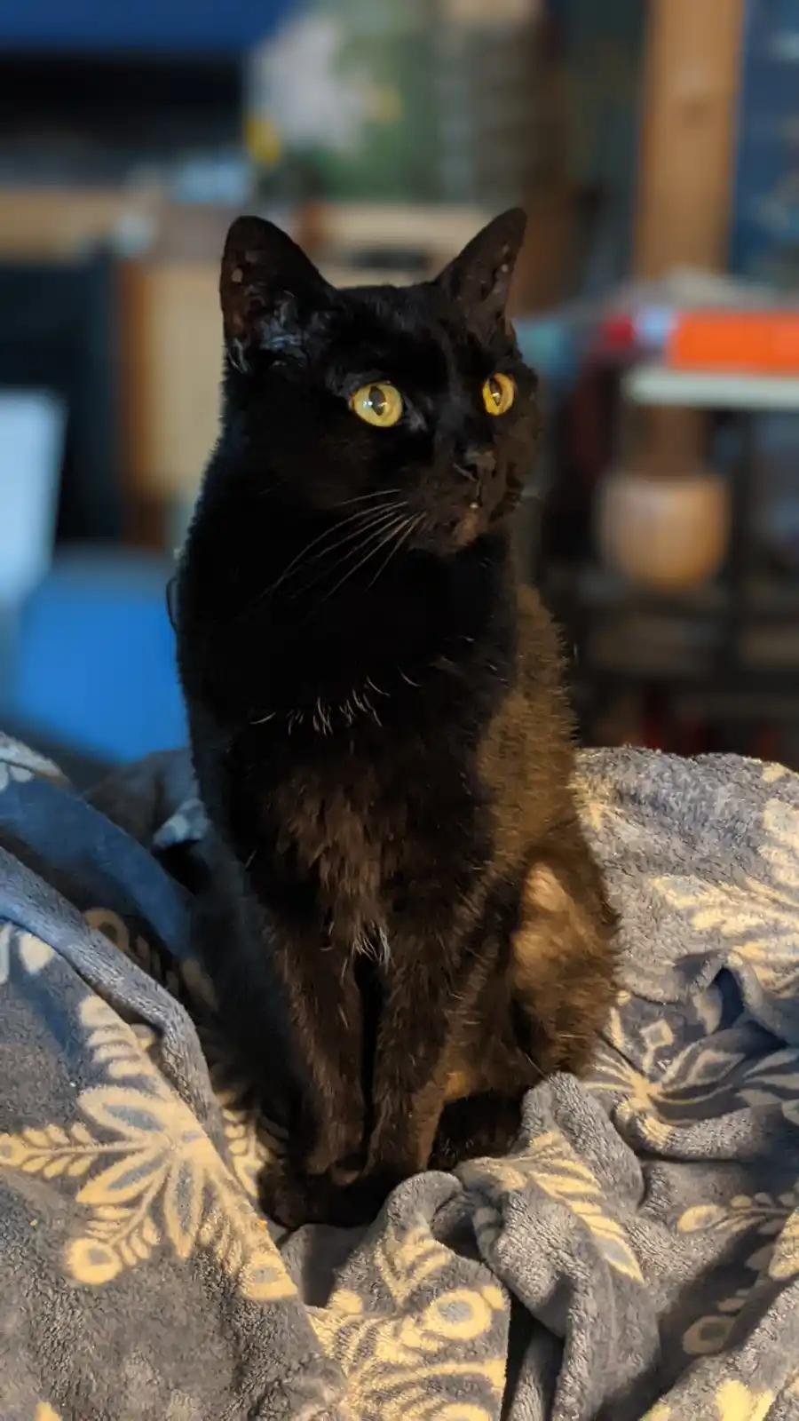 A black cat with bright yellow eyes sits upright on a patterned blue and beige blanket, looking directly at the camera with…