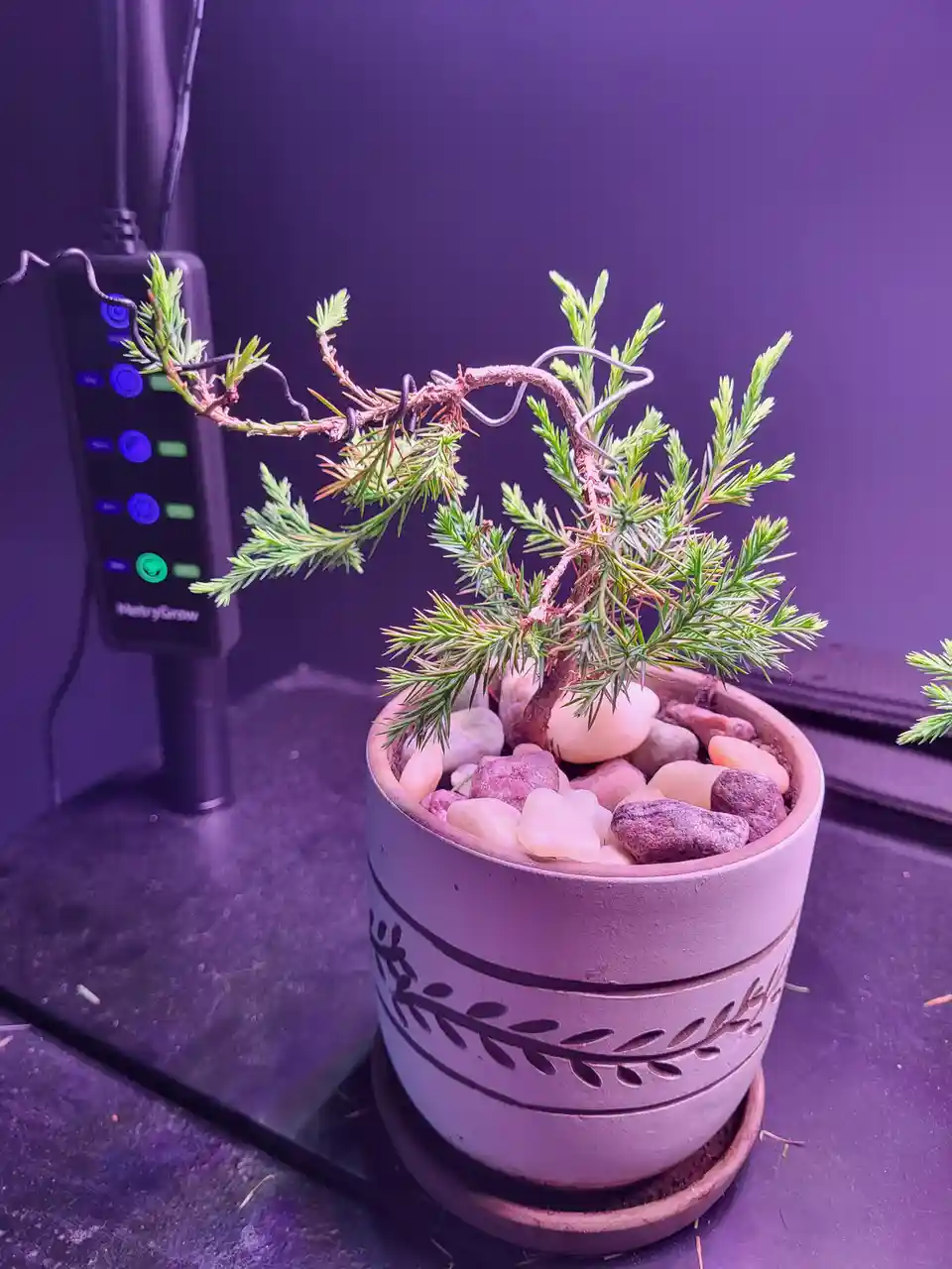 A small potted evergreen plant with wire shaping its branches sits on a dark surface under purple lighting, next to a…