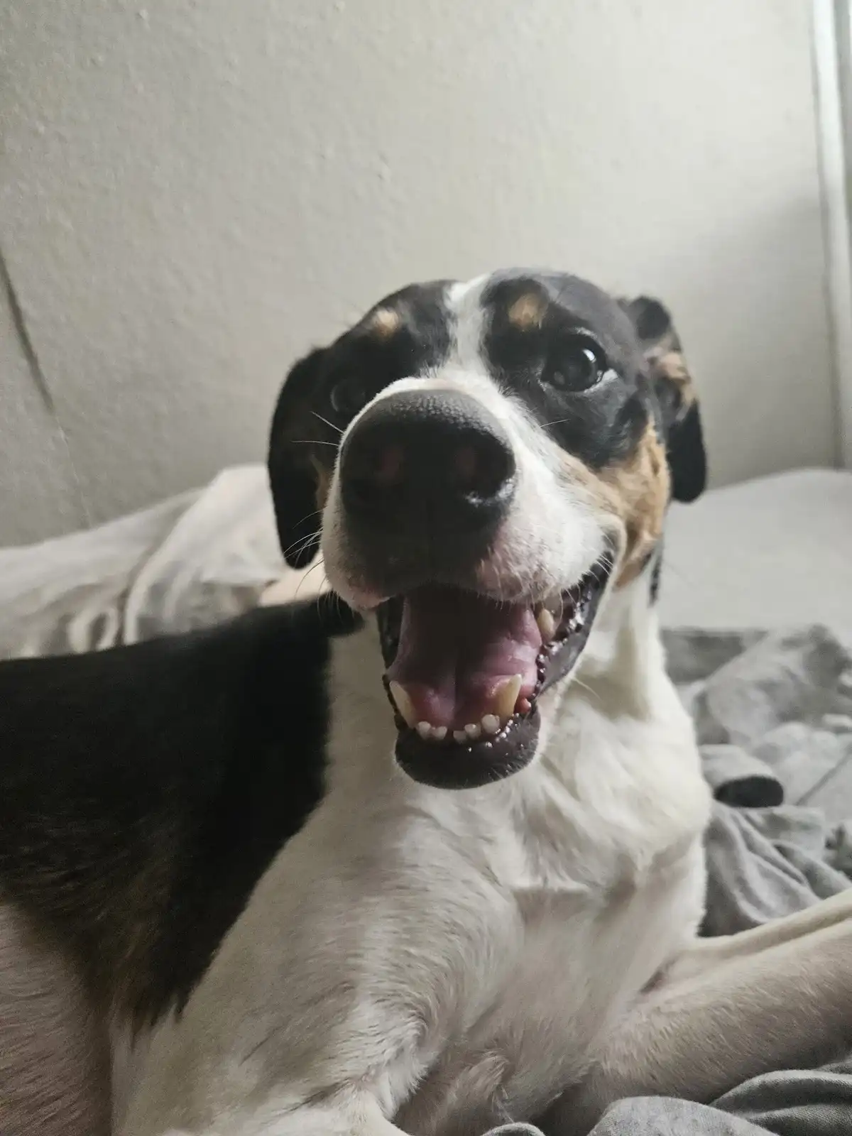 A close-up photo of a black, white, and tan dog lying on a bed with its mouth wide open, showing its teeth and tongue…