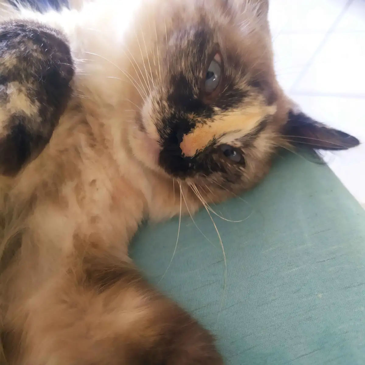 A fluffy tortoiseshell cat with blue eyes lies on its back on a teal fabric surface, looking up at the camera with a…