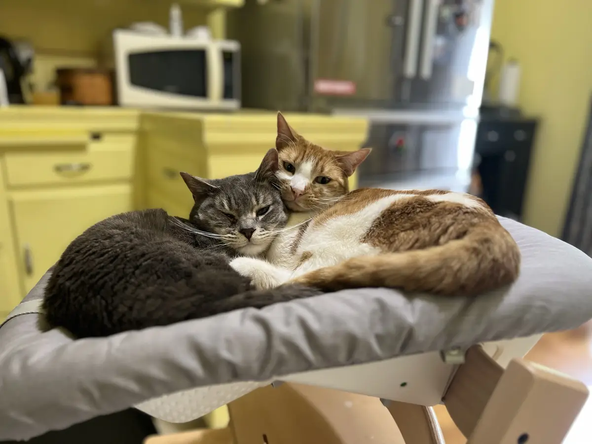 Two cats are curled up together on a padded high chair seat in a kitchen. The gray tabby cat in the foreground has its eyes…