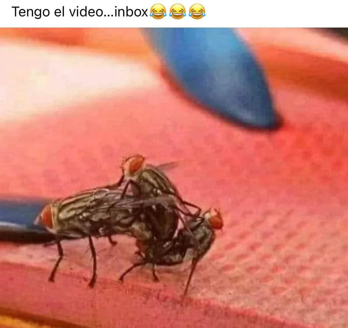 Three flies are tangled together on a textured red surface, appearing to be in a chaotic mating or fighting situation. The…